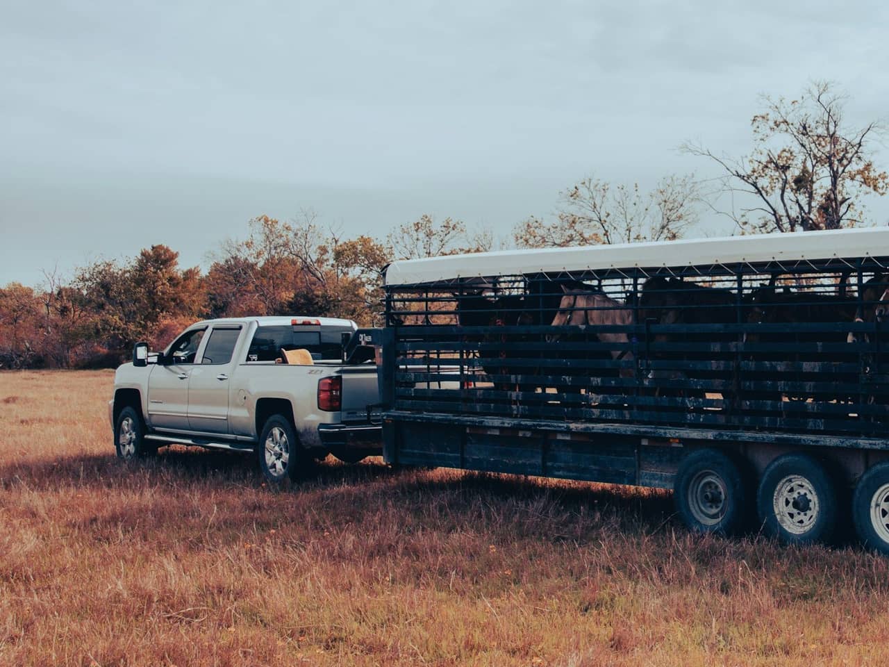 Silver pickup hitched to a livestock trailer with horses in a field